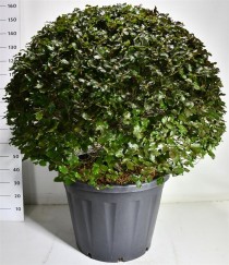 Fagus syl. 'Atropunicea'