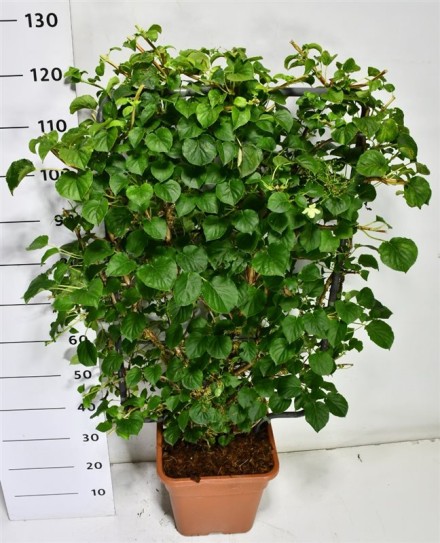 Hydrangea petiolaris