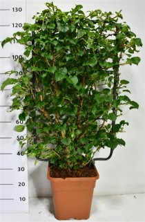 Hydrangea petiolaris