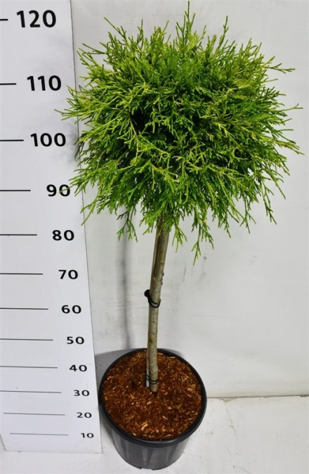 Chamaecyparis p. 'Sungold'