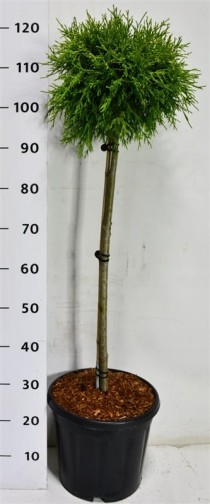 Chamaecyparis p. 'Sungold'