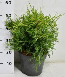 Juniperus chin. 'Kuriwao Gold'