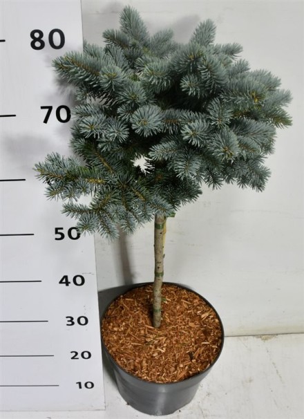 Picea pungens 'Glauca Globosa'