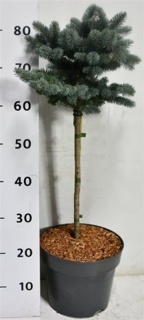 Picea pungens 'Glauca Globosa'