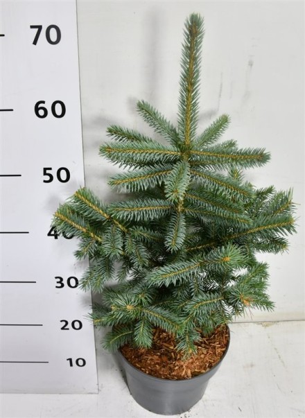 Picea pungens 'Super Blue'