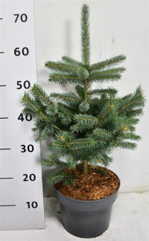 Picea pungens 'Super Blue'