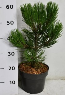 Pinus heldreichii 'Compact Gem'