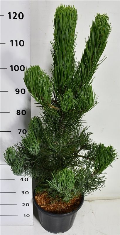 Pinus heldreichii 'Satellit'