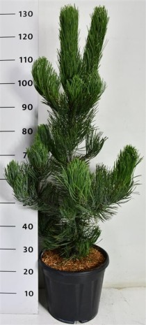 Pinus heldreichii 'Satellit'