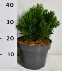Pinus leucodermis 'Schmidtii'