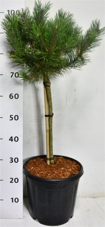 Pinus mugo 'Golden Glow'