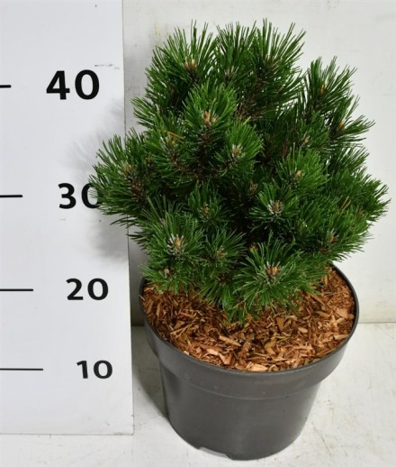 Pinus mugo 'Heideperle'