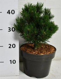 Pinus mugo 'Heideperle'