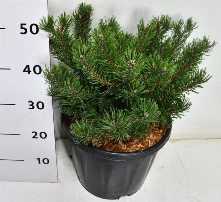 Pinus mugo 'Klosters Grun'
