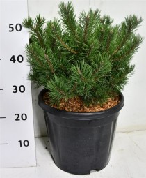 Pinus mugo 'Klosters Grun'