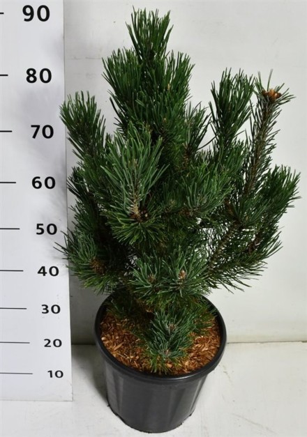 Pinus mugo 'Rigi'