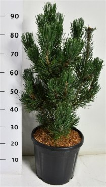 Pinus mugo 'Rigi'