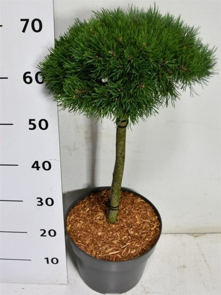 Pinus mugo 'Sherwood Compact'