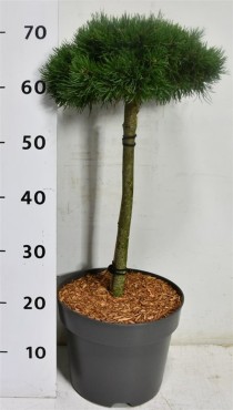 Pinus mugo 'Sherwood Compact'