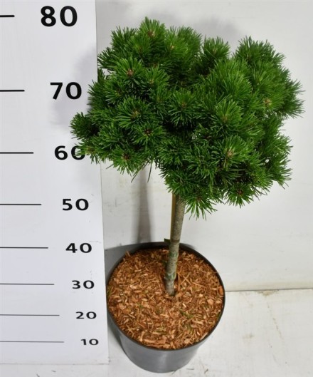 Pinus uncinata