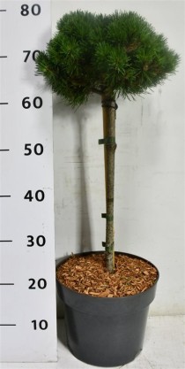 Pinus uncinata
