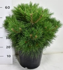 Pinus nigra 'Pierrick Bregeon'