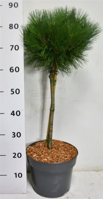 Pinus nigra 'Pierrick Bregeon'