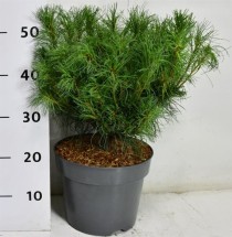 Pinus strobus 'Tiny Kurls'