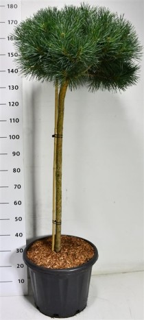 Pinus sylv. 'Chantry Blue'