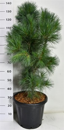 Pinus wallichiana 'Densa Hill'