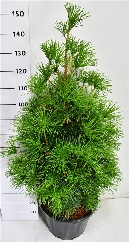 Sciadopitys verticillata