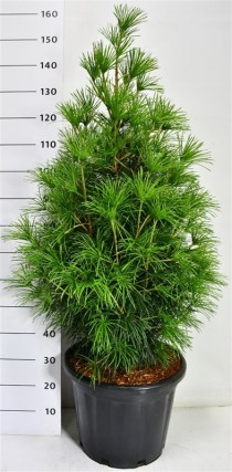 Sciadopitys verticillata