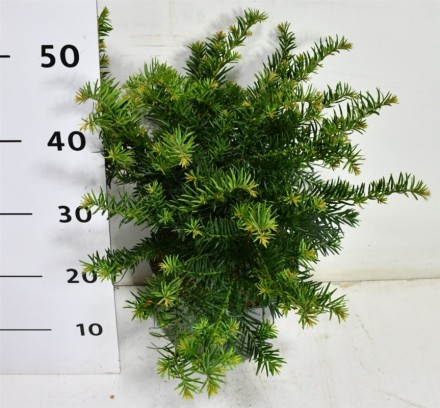 Taxus b. 'Repandens'