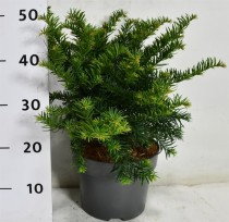 Taxus b. 'Repandens'