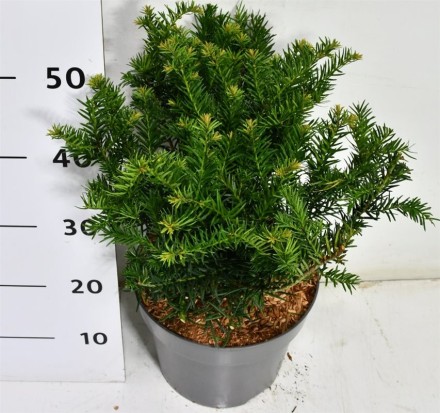 Taxus b. 'Repandens'