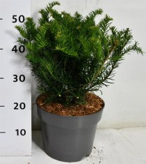 Taxus b. 'Repandens'