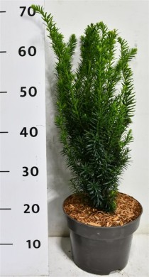 Taxus cuspidata nana