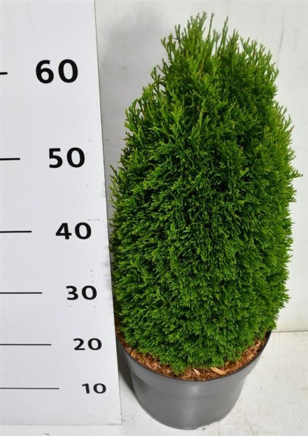 Thuja occ. 'Maks'