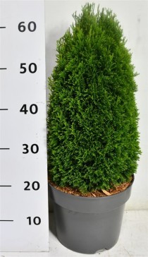 Thuja occ. 'Maks'