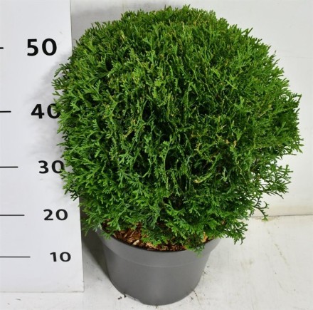 Thuja occ. 'Tiny Tim'