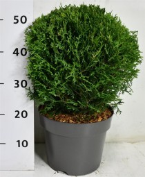 Thuja occ. 'Tiny Tim'