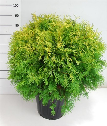 Thuja occ. 'Golden Globe'
