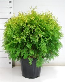 Thuja occ. 'Golden Globe'