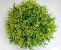 Thuja occ. 'Golden Globe'