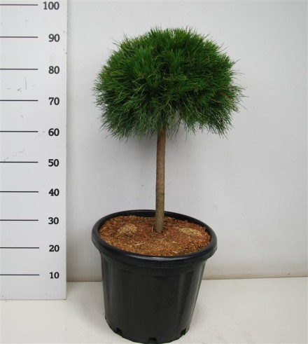 Pinus mugo 'Varella'