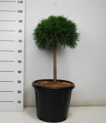 Pinus mugo 'Varella'