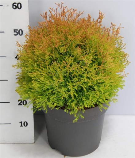 Thuja occ. Fire Chief