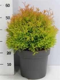 Thuja occ. Fire Chief