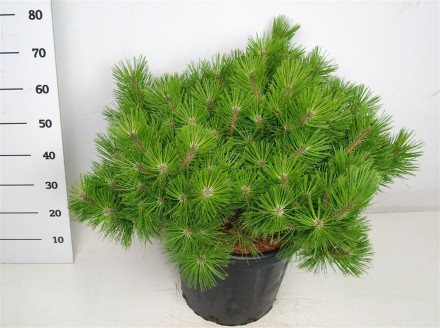 Pinus d. 'Low Glow'