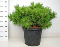 Pinus d. 'Low Glow'
